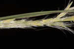 Silver beardgrass